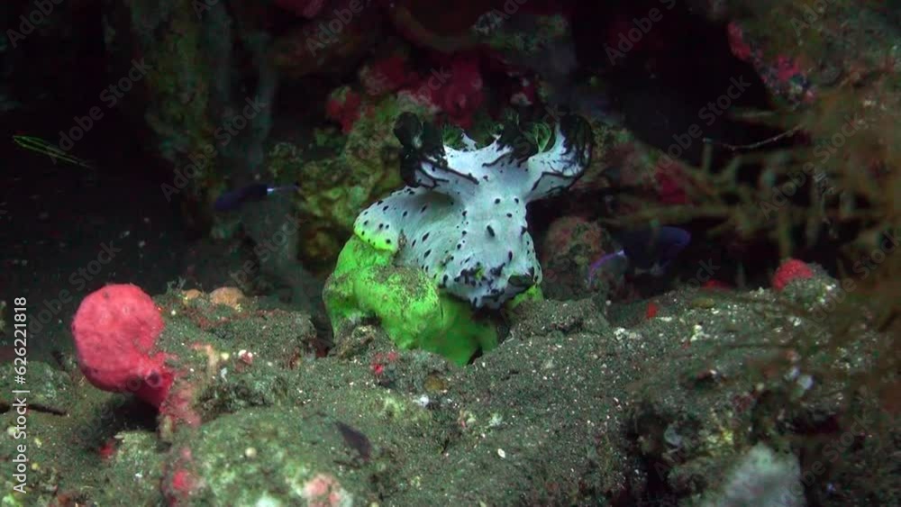 Underwater green polyps create visual spectacle in Bali. Presence of underwater green polyps adds an exquisite touch to already stunning underwater environment of Bali. Underwater green polyps create visual spectacle in Bali. Presence of underwater green polyps adds an exquisite touch to already stunning underwater environment of Bali.
