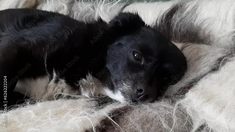 black and white dog black and white dog