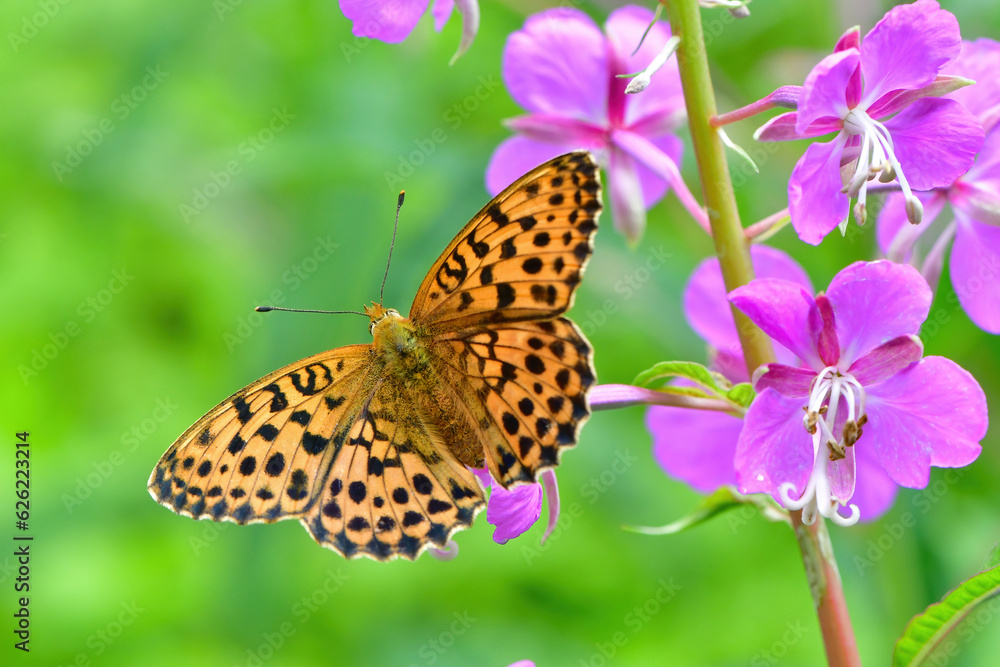 Obraz premium 初夏の高原ヤナギランやアザミの花に訪れるオレンジ色の色鮮やかチョウ、コヒョウモン