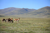 Equus kiang in high altitude grassland