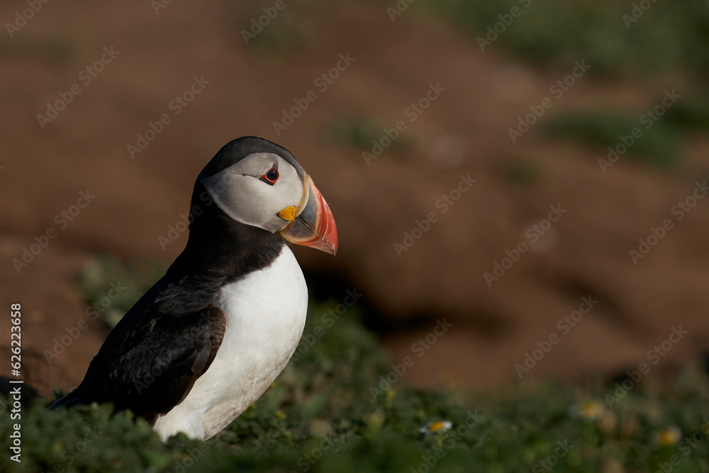 Atlantic puffin (Fratercula arctica) on the cliffs of Skomer Island off the coast of Pembrokeshire in Wales, United Kingdom Atlantic puffin (Fratercula arctica) on the cliffs of Skomer Island off the coast of Pembrokeshire in Wales, United Kingdom