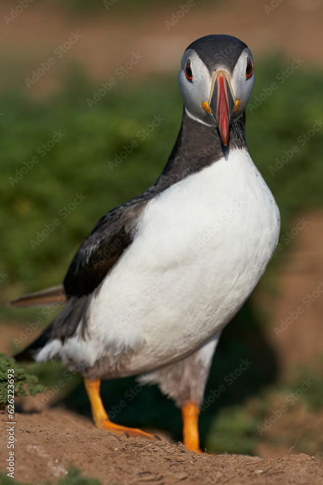 Obraz premium Atlantic puffin (Fratercula arctica) on the cliffs of Skomer Island off the coast of Pembrokeshire in Wales, United Kingdom