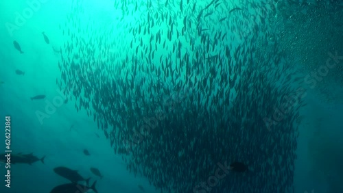 School of fish adds energy and dynamism to underwater ocean in Maldives. In underwater world of Maldives fish with creates vibrant and colorful ambiance.