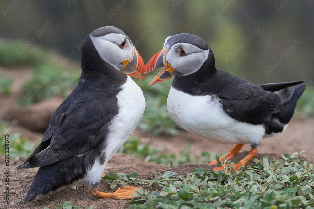 Fototapeta premium Atlantic puffin (Fratercula arctica) interacting on the cliffs of Skomer Island off the coast of Pembrokeshire in Wales, United Kingdom