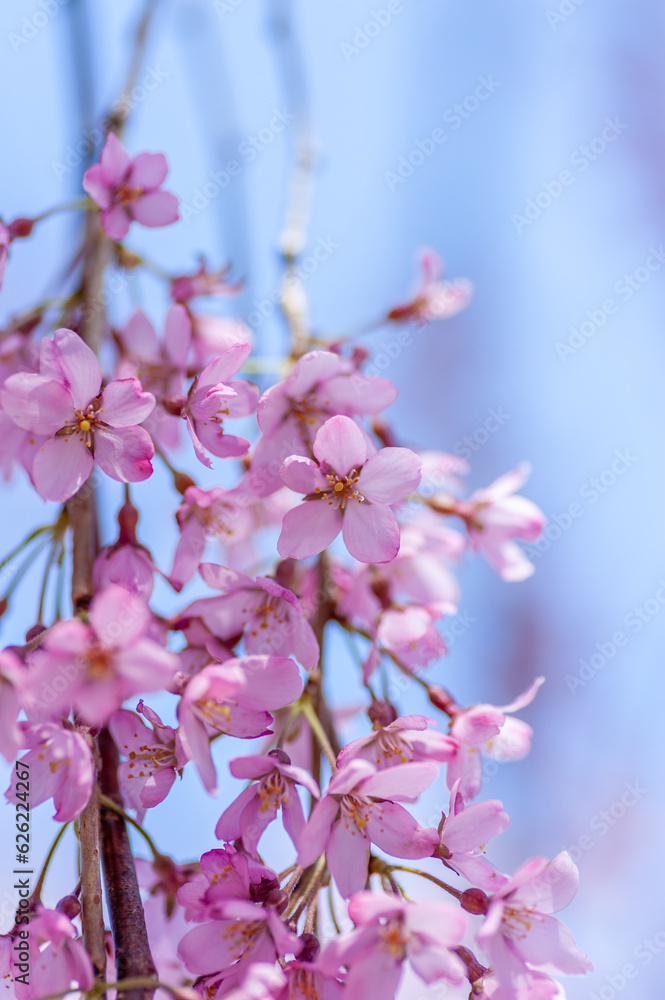 Obraz premium 間近で見る弘前公園の桜