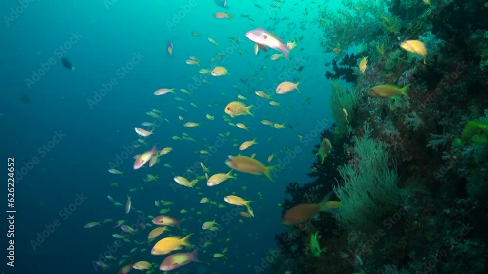 School of small yellow fish glides, creating stunning spectacle in Maldives. Among vibrant underwater corals of Maldives, school of small yellow fish gracefully glides, creating stunning spectacle. School of small yellow fish glides, creating stunning spectacle in Maldives. Among vibrant underwater corals of Maldives, school of small yellow fish gracefully glides, creating stunning spectacle.