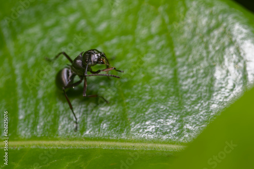 Closeup of a black ant