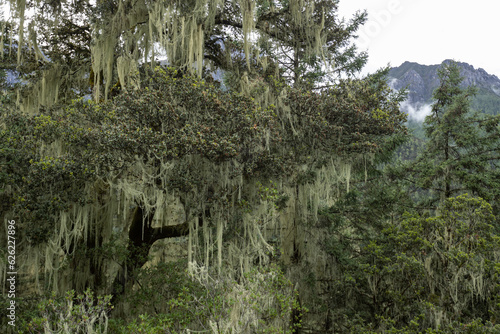 Old mans beard usnea on tree in beautiful forest landscape photo