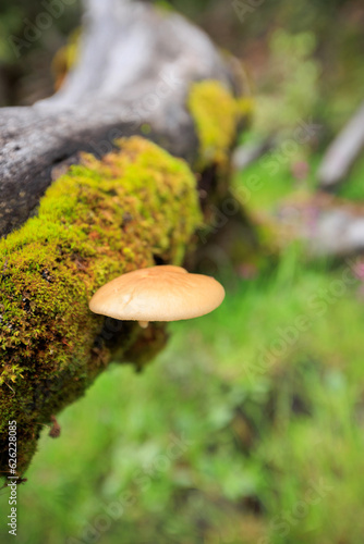 Mushroom grow on fallen tree moss