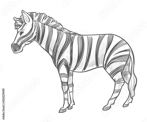 Zebra animal with stripes on fur  wildlife mammal