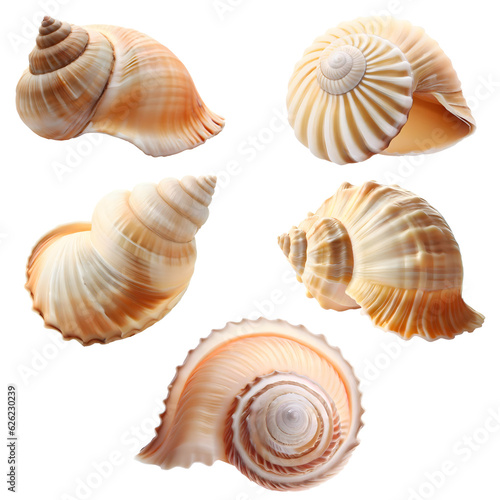 Assorted isolated seashells from different angles in the same color tone, for use as decoration elements