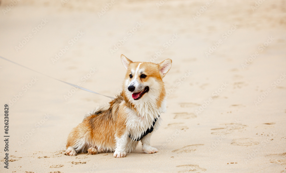 Corgi dog walks along the sandy beach. The puppy enters the sea water for a bath. The pet plays with the owner on vacation.