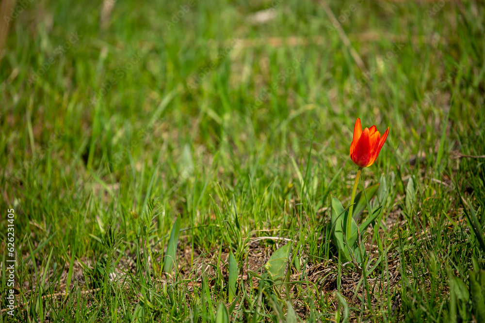 Obraz premium Wild Red Book tulips Kaufman in the fields of Kazakhstan. Spring flowers under the rays of sunlight. Beautiful landscape of nature. Hi spring. Beautiful flowers on a green meadow.