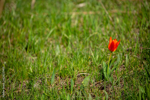 Wild Red Book tulips Kaufman in the fields of Kazakhstan. Spring flowers under the rays of sunlight. Beautiful landscape of nature. Hi spring. Beautiful flowers on a green meadow.