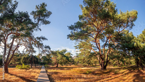 Fototapeta Naklejka Na Ścianę i Meble -  Naturschutzgebiet Schwanheimer Düne im Frankfurter Grüngürtel in Frankfurt-Schwanheim im Abendlicht