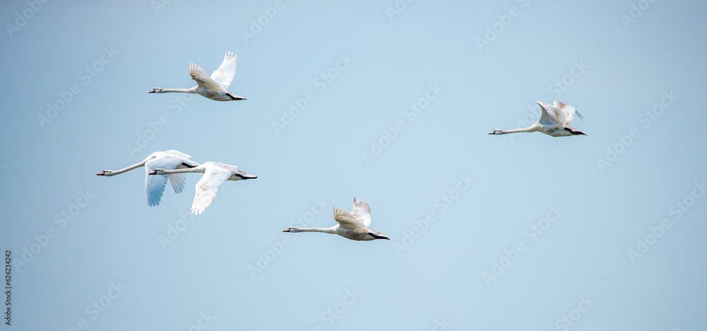 Obraz premium Flying swans in the blue sky. Waterfowl at the nesting site. A flock of swans walks on a blue lake.