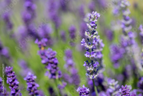 Spring lavender flowers under sunlight. Lilac flowers close up. Beautiful landscape of nature with a panoramic view. Hi spring. long banner