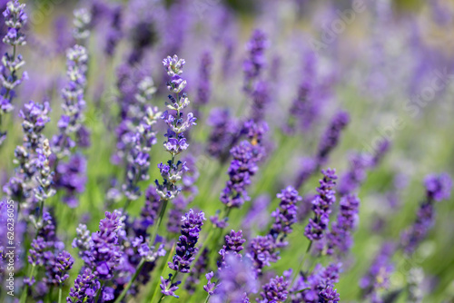Spring lavender flowers under sunlight. Lilac flowers close up. Beautiful landscape of nature with a panoramic view. Hi spring. long banner © Vera