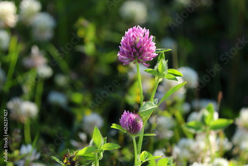 Trifolium pratense. Red clover blooming on a summer evening