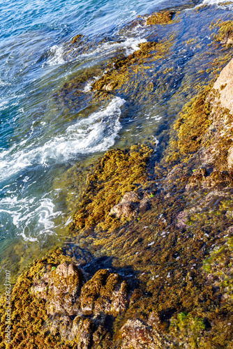 Contempla la danza simbiótica de la tierra y el mar mientras las vibrantes algas marinas se extienden sobre las rocas costeras resistentes. 