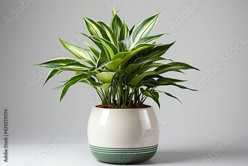 Isolated Potted Houseplant - Indoor Nature and Greenery Concept