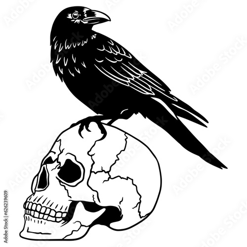 Magic Crow sits on a skull. Raven sketch. Vintage engraving Mystical element in boho style. Doodle outline. Esoteric occult Hand drawing. Vector illustration.For Print, Vinyl Cutting, Scrapbooking