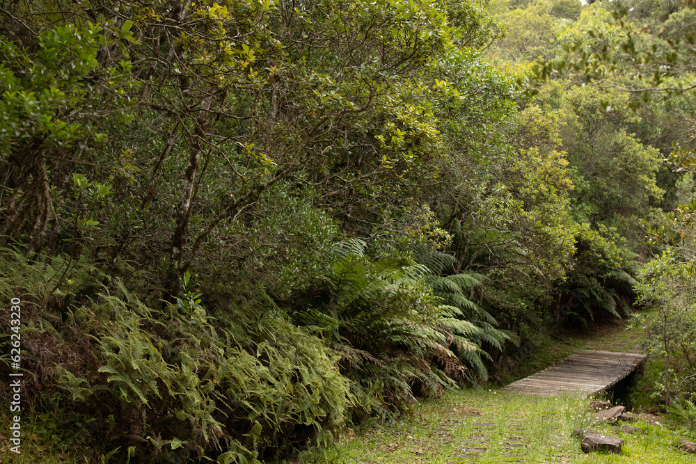 Forest landscape in the Brazilian Atlantic Forest - Photograph taken in Faxinal do Céu - Paraná - Brazil Forest landscape in the Brazilian Atlantic Forest - Photograph taken in Faxinal do Céu - Paraná - Brazil