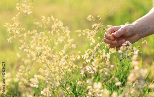 Hand picking, collecting herbal flowers, wild field plants photo