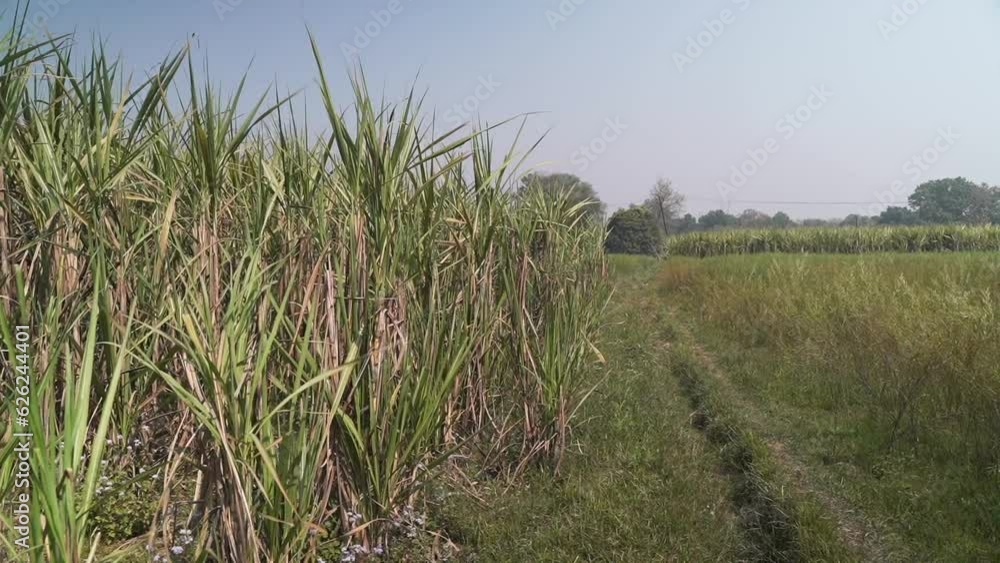 Sugarcane farm in Uttar Pradesh, India Sugarcane farm in Uttar Pradesh, India