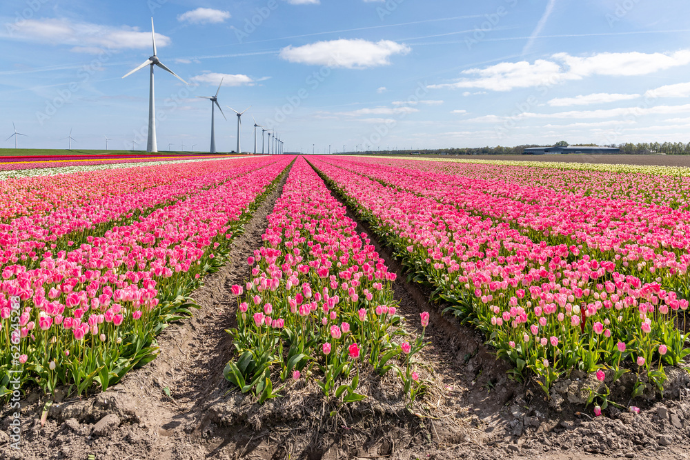 field with rose pink triumph tulips (variety ‘Dynasty’) in Flevoland, Netherlands field with rose pink triumph tulips (variety ‘Dynasty’) in Flevoland, Netherlands