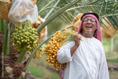 Senior Arab man carries palm branches on his shoulder from the farm to sell, Dates in the farm are ripe and sweet ready to eat for good health