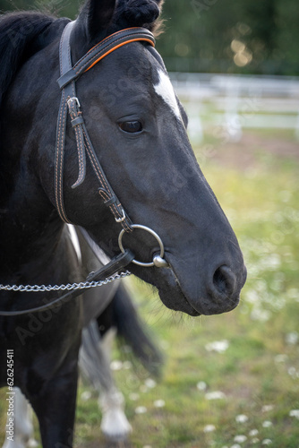 Head close-up of a black horse © Natalia