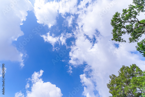 .spring oak branches on the blue sky