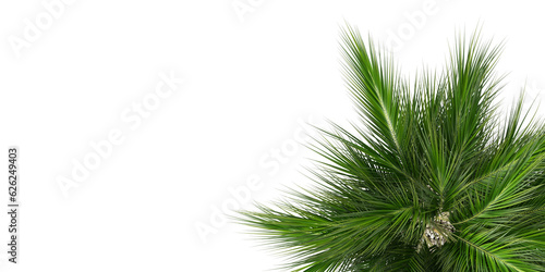 isolated plant and tropical leaves on transparent background