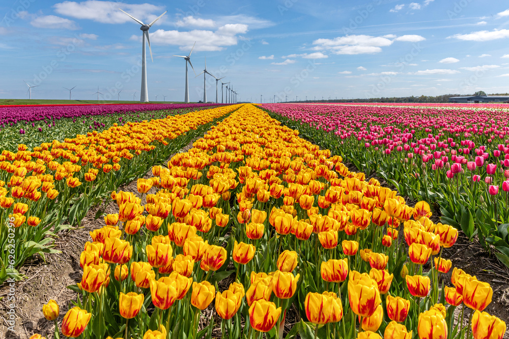 field with yellow and red triumph tulips (variety ‘Striped Belona’) in Flevoland, Netherlands - obrazy, fototapety, plakaty 