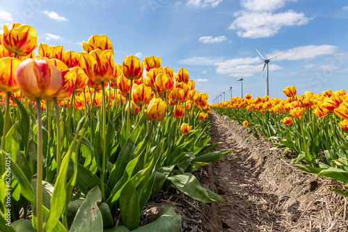 field with yellow and red triumph tulips (variety ‘Striped Belona’) in Flevoland, Netherlands photo