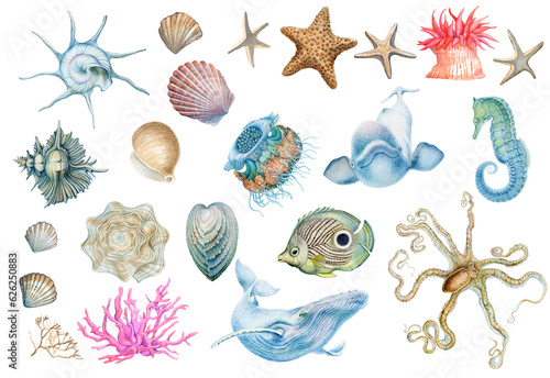 Photography Set of sea animals