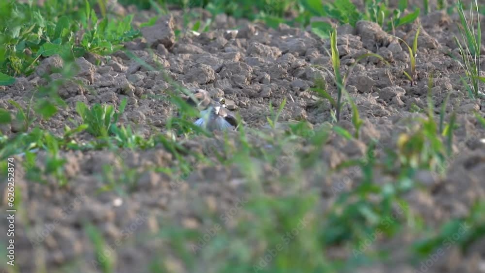 The little bird reveals that it is injured in order to distract the predator from the chicks. Slow motion (120fps). Caring for offspring. The little ringed plover (Charadrius dubius) is a small plover The little bird reveals that it is injured in order to distract the predator from the chicks. Slow motion (120fps). Caring for offspring. The little ringed plover (Charadrius dubius) is a small plover