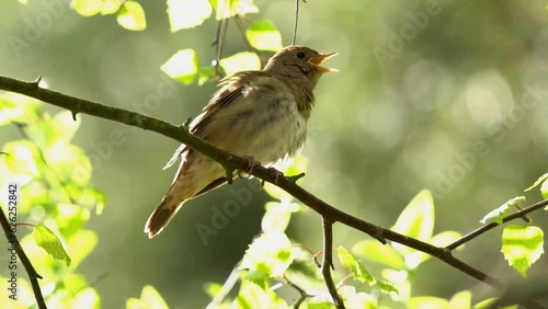 The nightingale sways on the branches and sings a song. Slow motion (120 frames per second). Close-up. Green foliage.