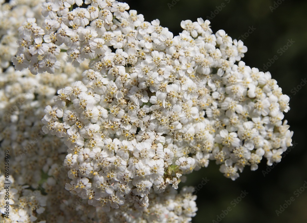 white small flowers in corymb of yarrow herb white small flowers in corymb of yarrow herb