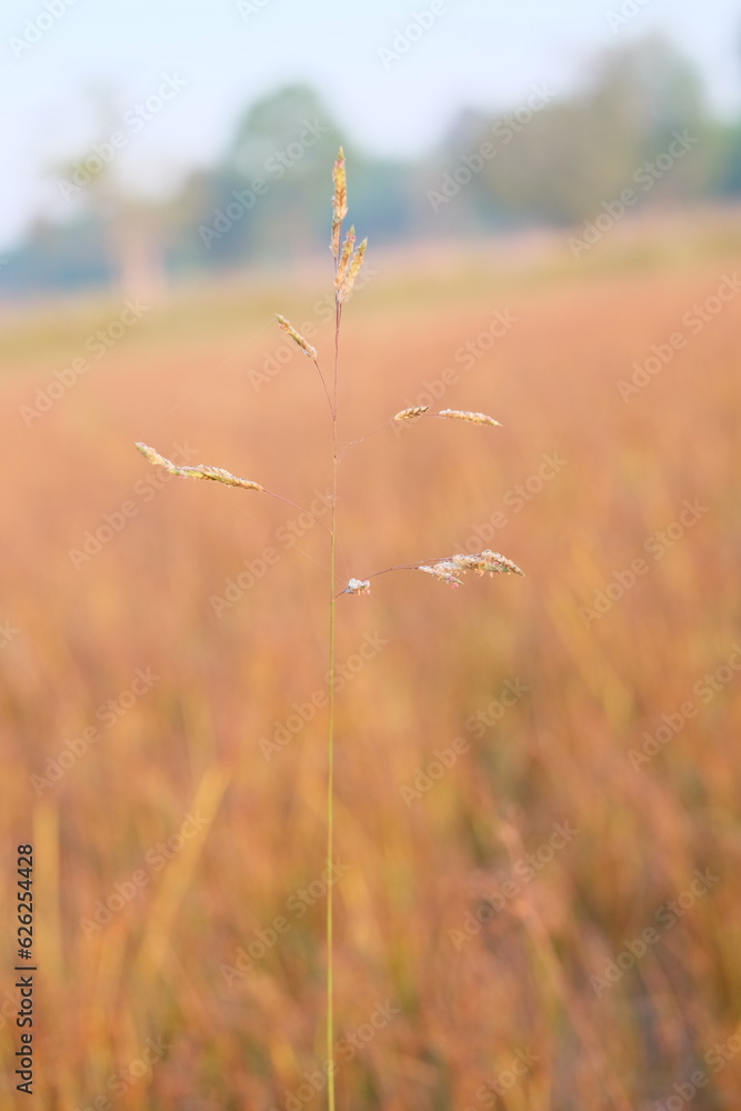 Fototapeta premium A picture of dry, brownish grass with a blurred background, featuring grass flowers.