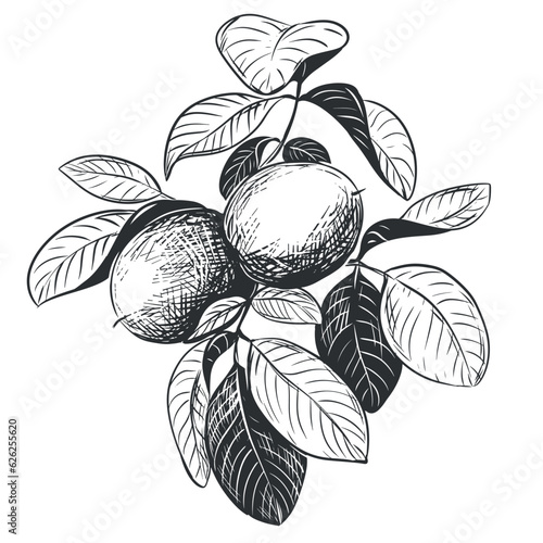 Walnuts are hand drawn. Vector illustration in engraving technique. A branch with fruits in a peel, leaves. Linear ink drawing. Ingredient for the Italian liqueur Nocino.
