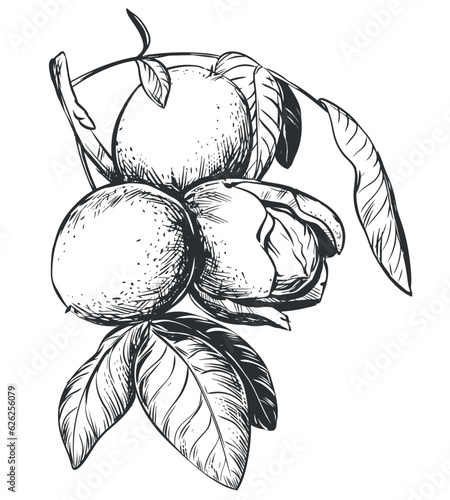 Walnuts are hand drawn. Vector illustration in engraving technique. Ingredient for nut paste, butter, Nocino liqueur. For packaging design. Linear ink drawing.