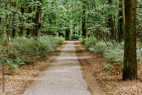 Photography Idilischer wanderweg in Grünau zwischen Bäumen und Sträuchern