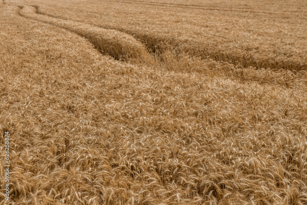 Fototapeta premium The backdrop of ripening ears of the yellow wheat field.Rich harvest Concept. Wheat field with ears of golden wheat close up. Beautiful Agricultural Field Sunset Landscape.
