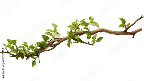 Fotografia, Obraz Twisted Jungle Branch with Growing Plant Isolated on Transparent Background