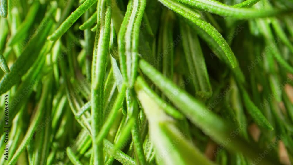 A captivating macro video, explore Rosemary's rich nutritional profile. Discover its potent antioxidants, vitamins, and minerals, promoting overall health and boosting memory. Food and herb concept
A captivating macro video, explore Rosemary's rich nutritional profile. Discover its potent antioxidants, vitamins, and minerals, promoting overall health and boosting memory. Food and herb concept