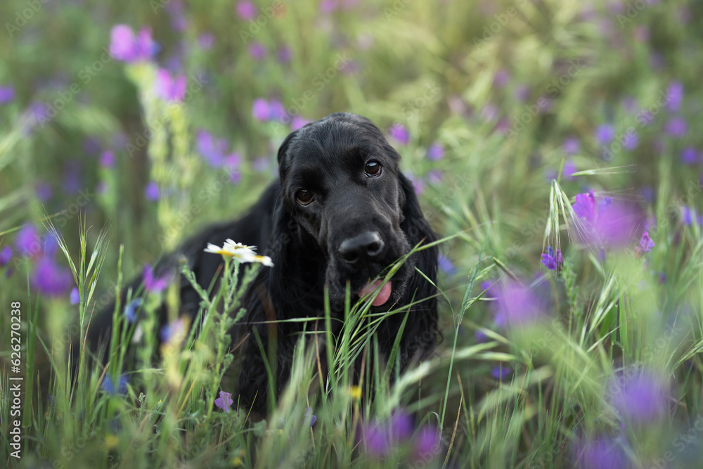 Cocker por un campo de flores Cocker por un campo de flores