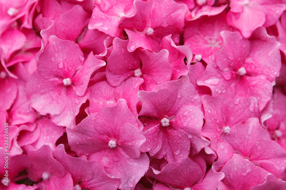 pink hydrangea with raindrops. Floral background, texture pink hydrangea with raindrops. Floral background, texture