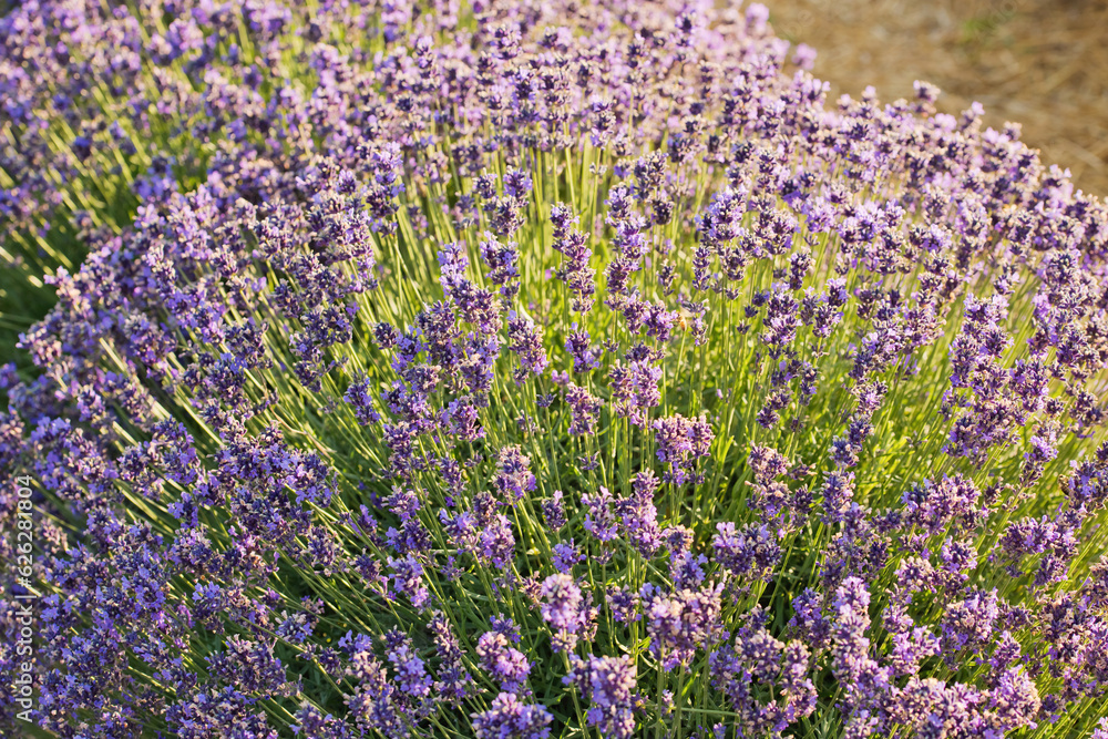 Obraz premium Soft focus flowers, beautiful lavender flowers blooming.